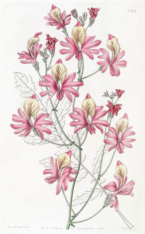 Sydenham Edwards - Blunt-petalled Schizanthus