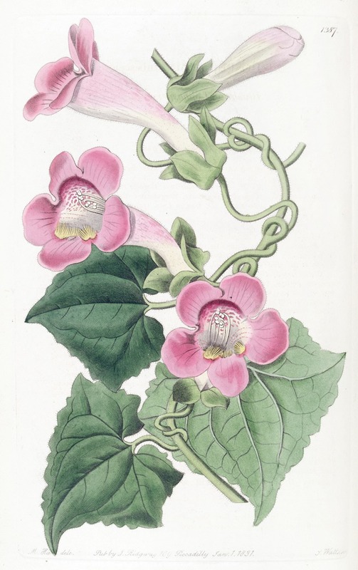 Sydenham Edwards - Blushing lophospermum