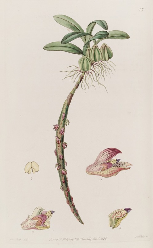 Sydenham Edwards - Bracteolate Bolbophyllum