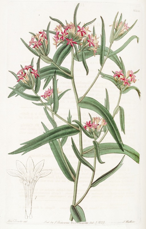 Sydenham Edwards - Brick-red Collomia