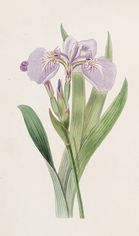 Sydenham Edwards - Bristle-tipped Iris