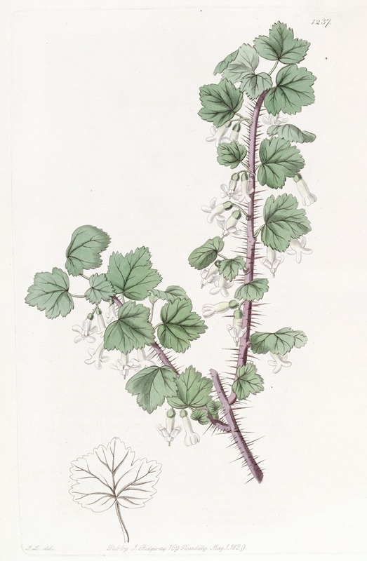 Sydenham Edwards - Bristly-stemmed Gooseberry