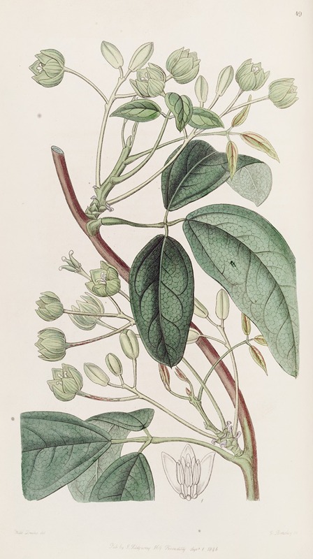 Sydenham Edwards - Broad-leaved Holbollia