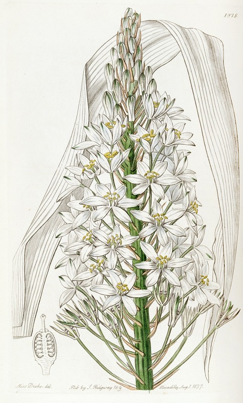 Sydenham Edwards - Broad-leaved Ornithogalum