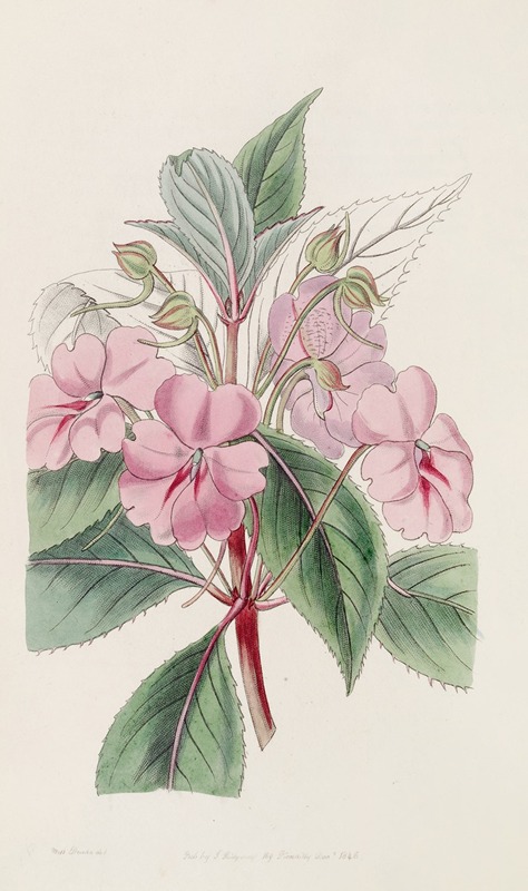 Sydenham Edwards - Broad-petaled Balsam