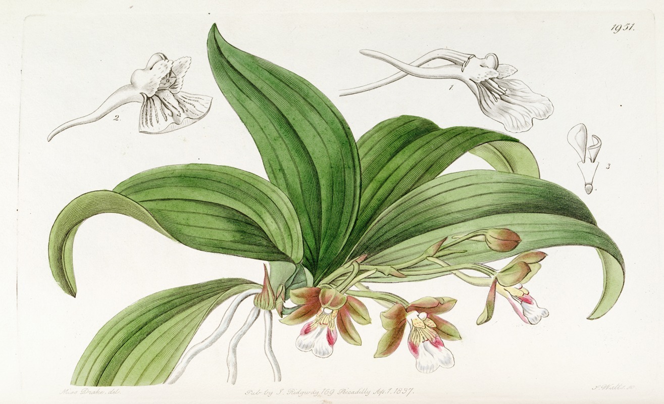 Sydenham Edwards - Brown-flowered Trichocentrum