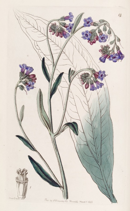 Sydenham Edwards - Bugloss-flowered Houndstongue