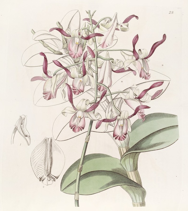 Sydenham Edwards - Bull-headed Dendrobium