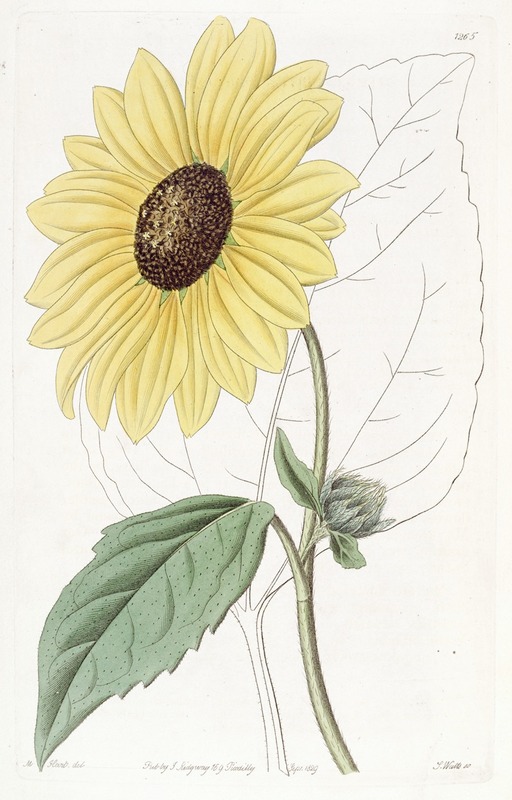Sydenham Edwards - Californian Sun-flower