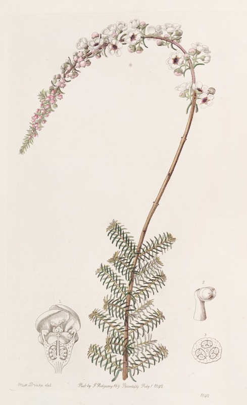 Sydenham Edwards - Camphorwort Babingtonia