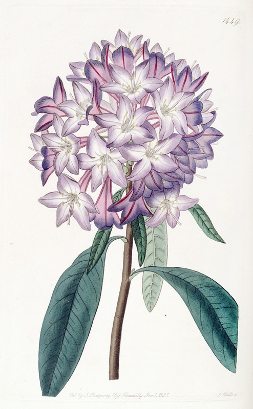 Sydenham Edwards - Carton’s Rhododendron