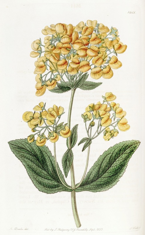 Sydenham Edwards - Clammy Calceolaria