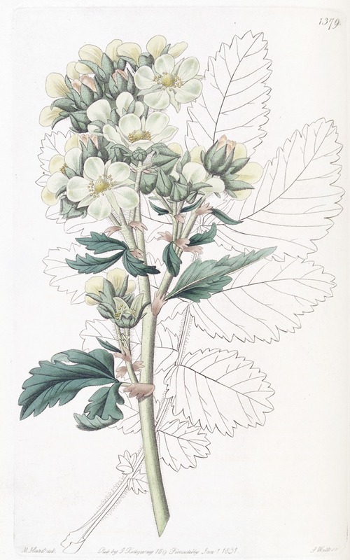 Sydenham Edwards - Close-flowered potentilla