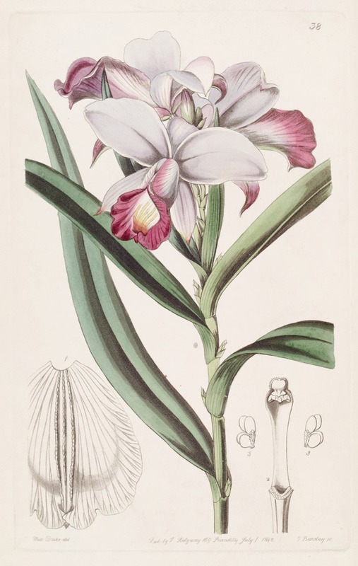 Sydenham Edwards - Close-flowered Reedorchis