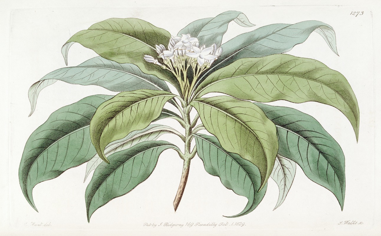 Sydenham Edwards - Close-flowered Tabernaemontana
