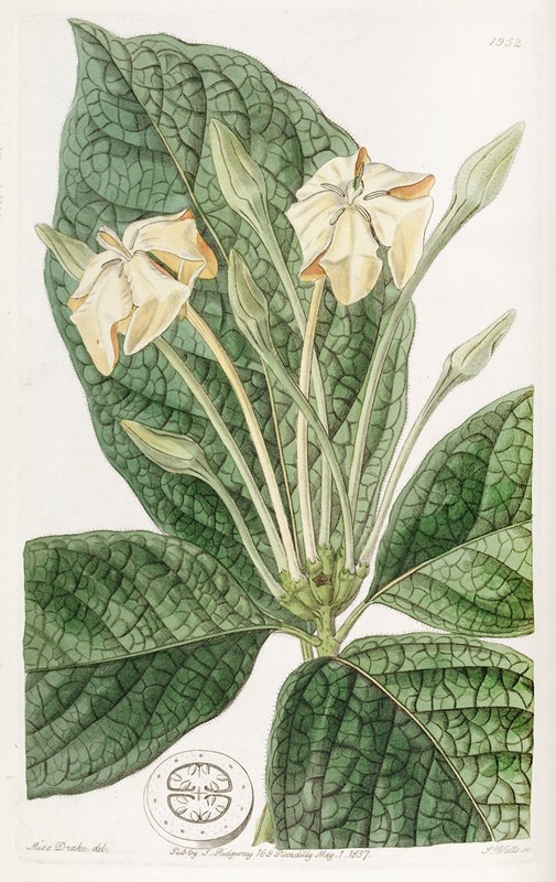 Sydenham Edwards - Cloth-leaved Gardenia