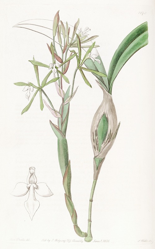 Sydenham Edwards - Club-stemmed Epidendrum