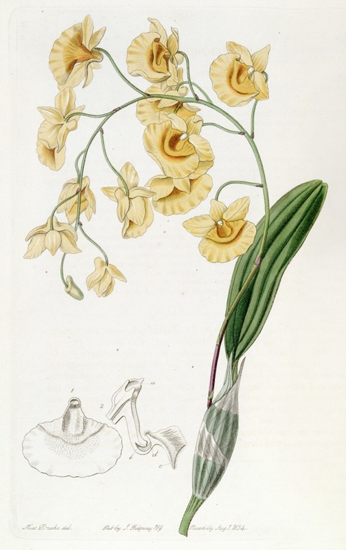 Sydenham Edwards - Clustered Dendrobium