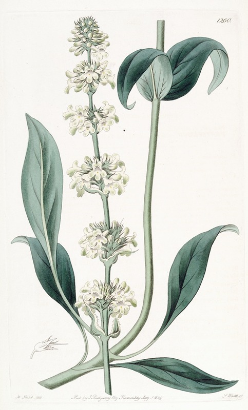 Sydenham Edwards - Clustered-flowered Pentstemon