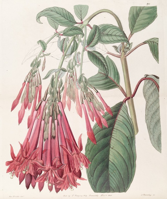 Sydenham Edwards - Cluster-flowered Fuchsia