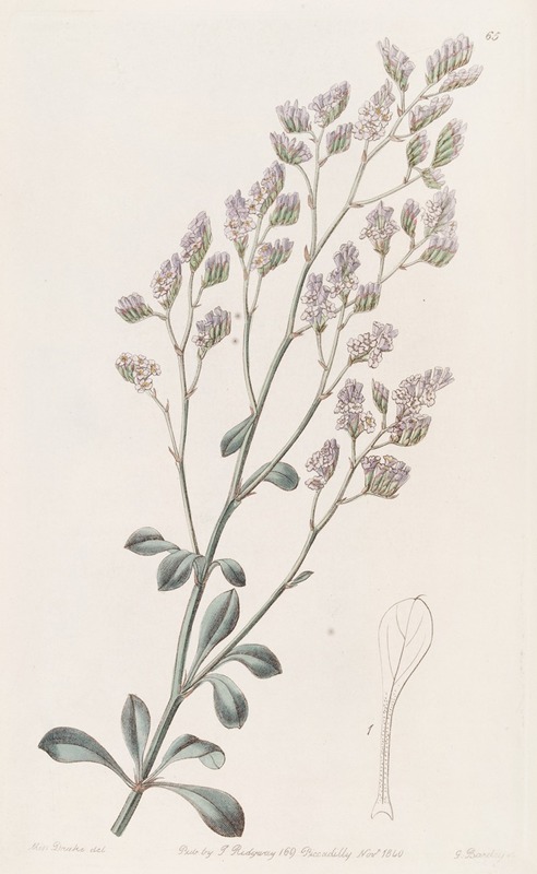 Sydenham Edwards - Comb-flowered Sea Lavender