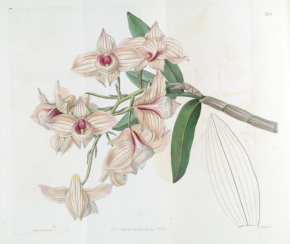 Sydenham Edwards - Copper-coloured Dendrobium