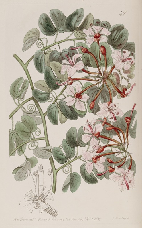 Sydenham Edwards - Corymb-flowering Baukinia