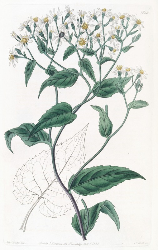 Sydenham Edwards - Corymbose Eurybia
