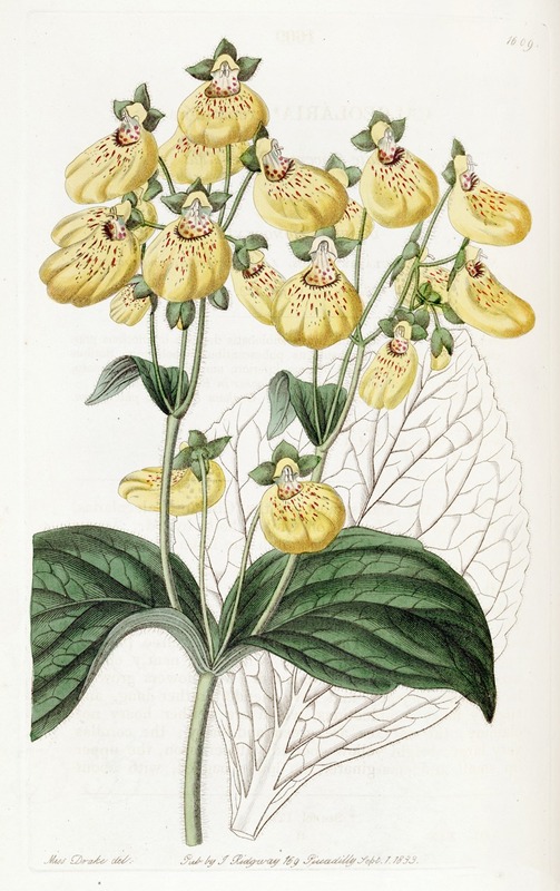 Sydenham Edwards - Crenate-flowered Calceolaria