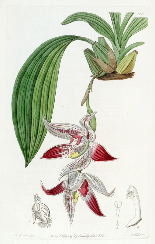 Sydenham Edwards - Crested Maxillaria