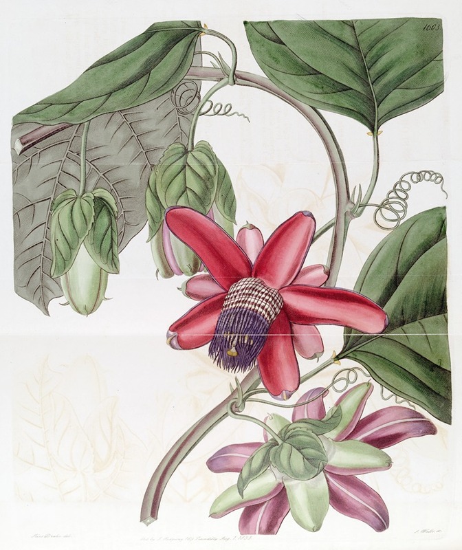 Sydenham Edwards - Crimson Passion-flower