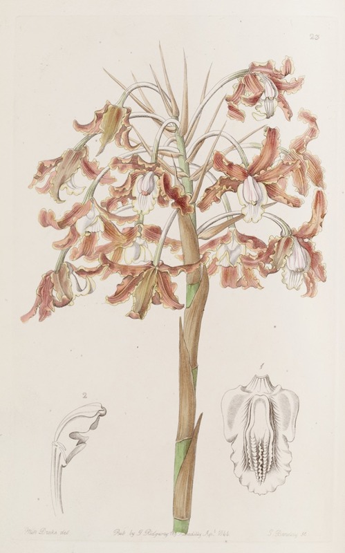 Sydenham Edwards - Crisp-flowered Schomburgkia