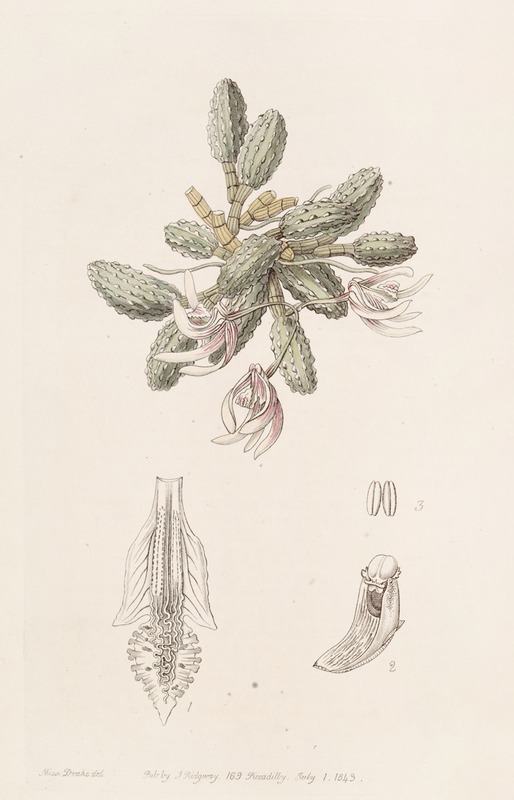 Sydenham Edwards - Cucumber Dendrobium