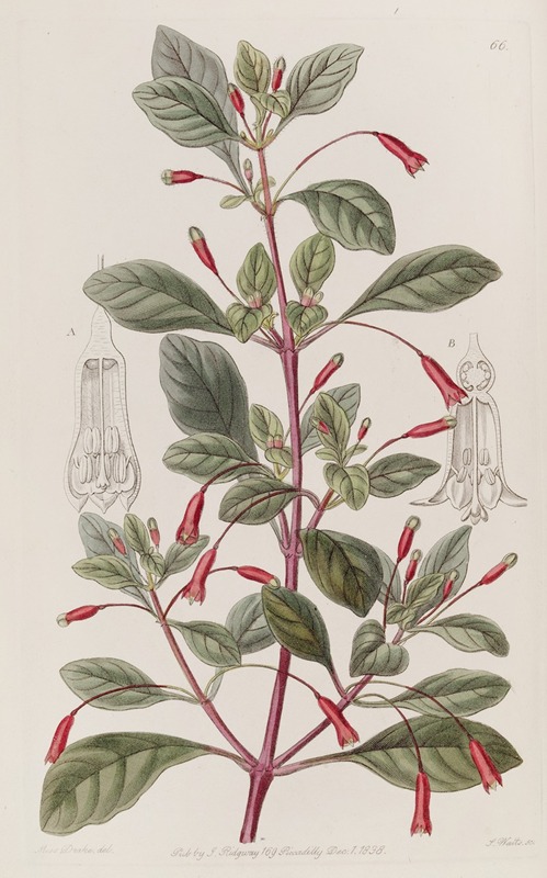 Sydenham Edwards - Cyclindrical-flowered Fuchsia