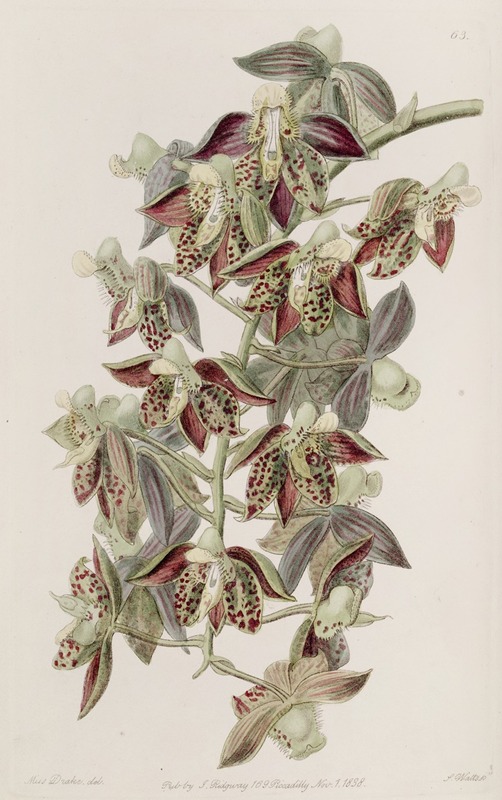 Sydenham Edwards - Dark-flowered Catasetum