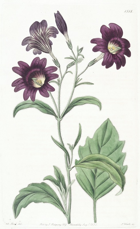 Sydenham Edwards - Dark-purple Salpiglossis