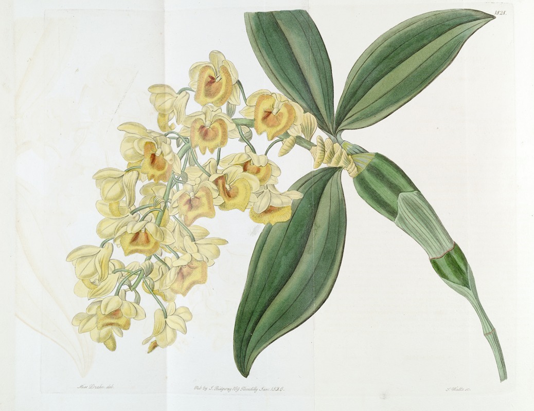 Sydenham Edwards - Dense-flowered Dendrobium
