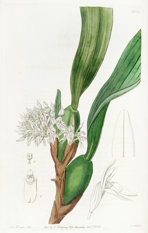 Sydenham Edwards - Dense-flowered Maxillari