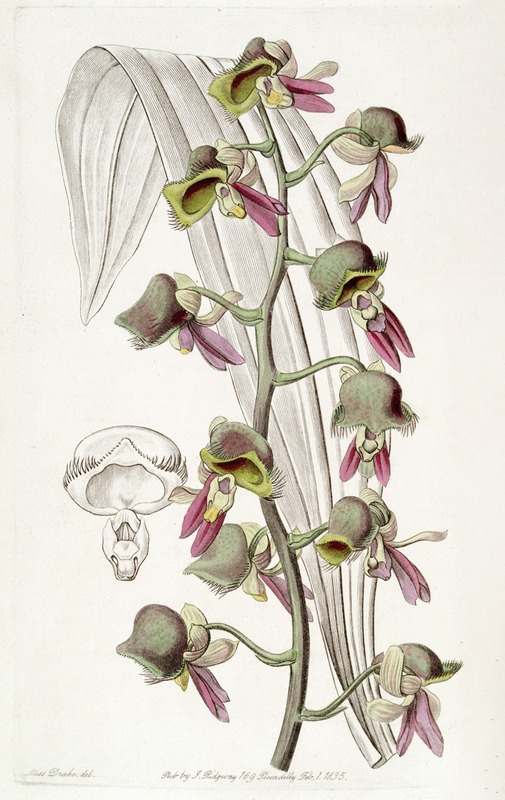 Sydenham Edwards - Dingy Monk-flower