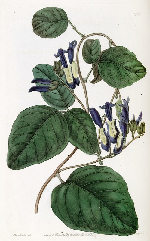 Sydenham Edwards - Dingy-flowered Kennedya