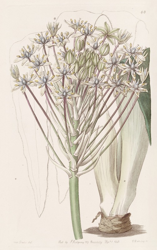 Sydenham Edwards - Dingy-flowered Peruvian Squill
