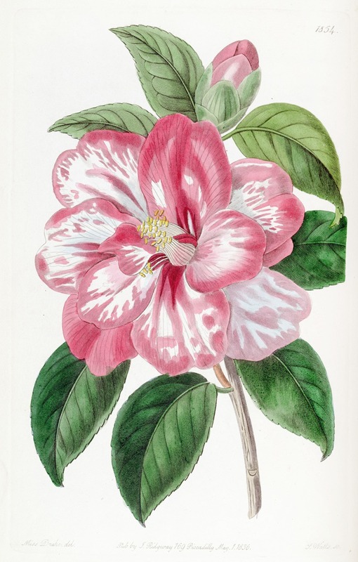 Sydenham Edwards - Donckelaer’s Japan Camellia