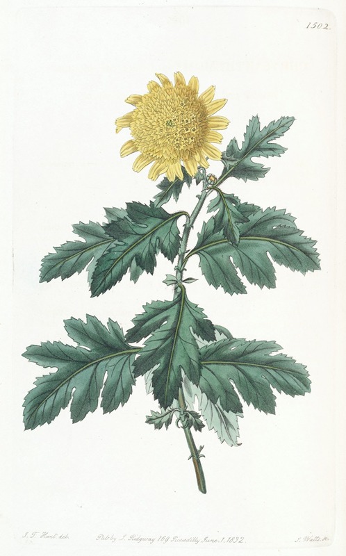 Sydenham Edwards - Double yellow Indian Chrysanthemum
