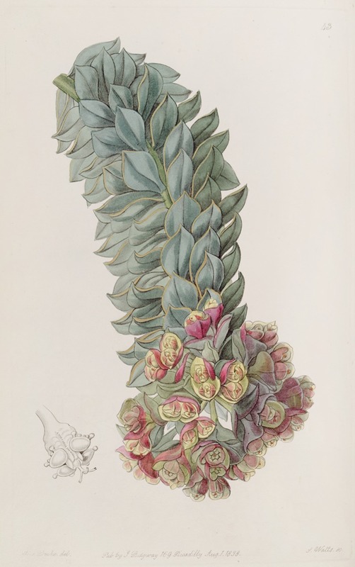 Sydenham Edwards - Double-glanded Euphorbia