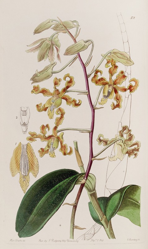 Sydenham Edwards - Dull-coloured Dendrobium