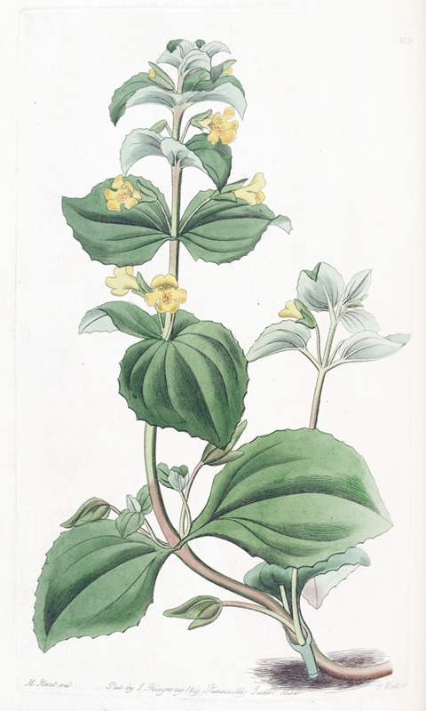 Sydenham Edwards - Dwarf Yellow Monkey-flower