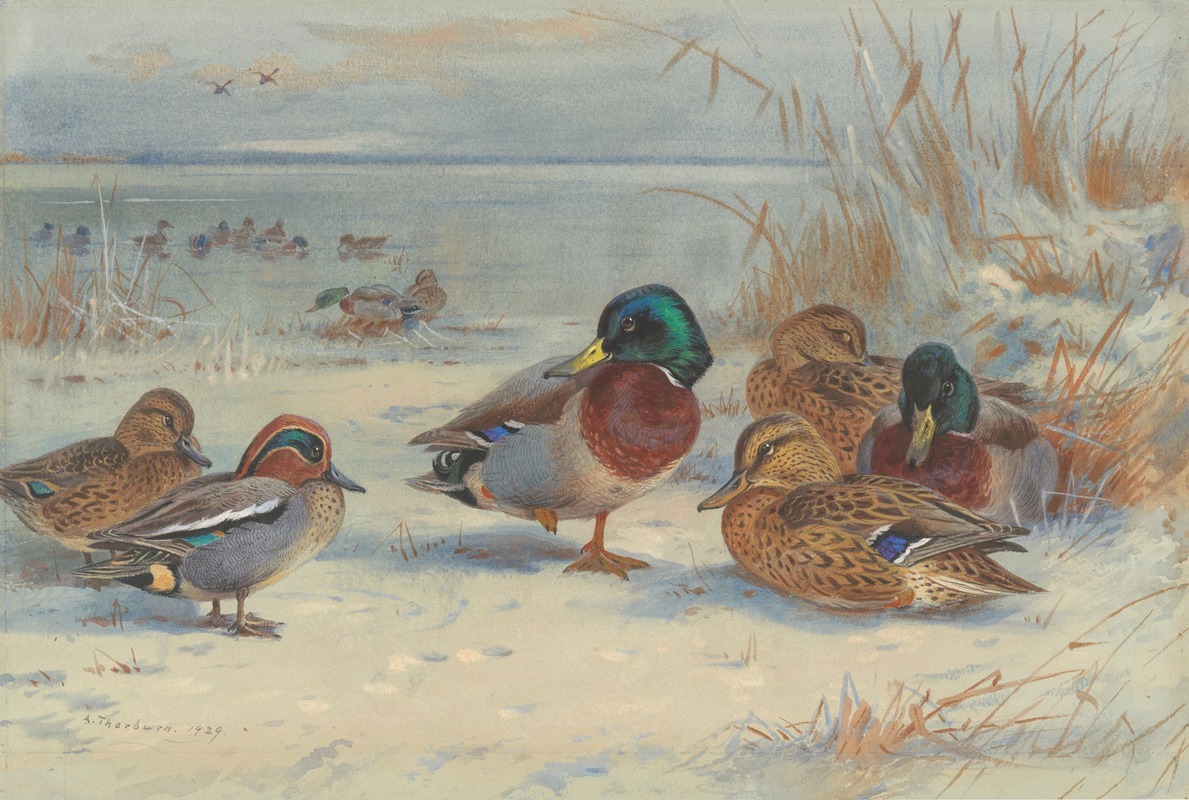 Archibald Thorburn - Mallard and teal in the snow