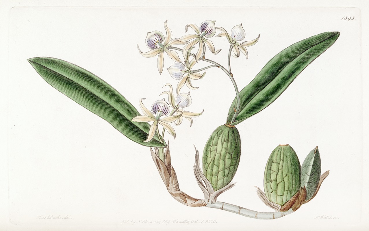 Sydenham Edwards - Emulous Epidendrum
