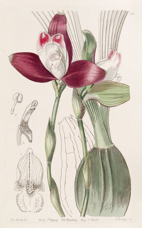 Sydenham Edwards - Even-flowered Lycaste