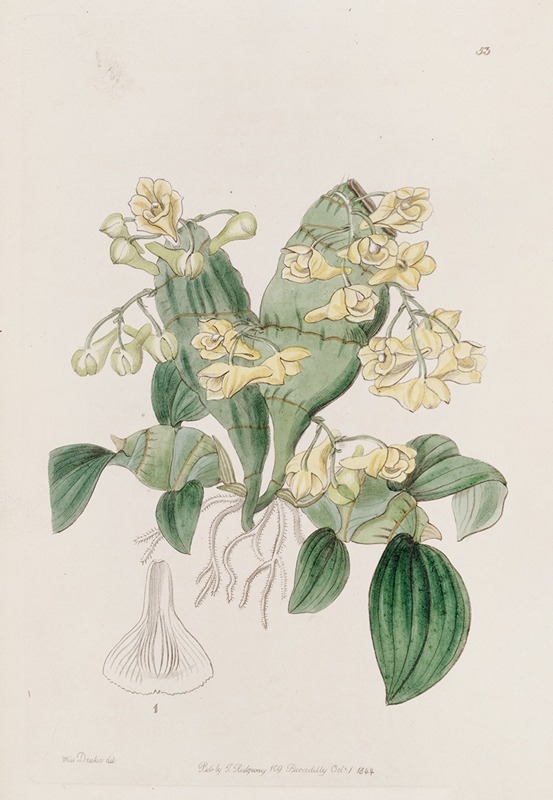 Sydenham Edwards - Flat-stemmed Dendrobium